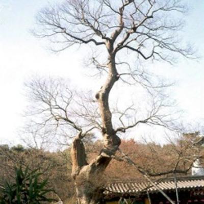 용궁사 느티나무(龍宮寺 느티나무) 썸네일